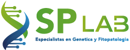 SP LAB Logo